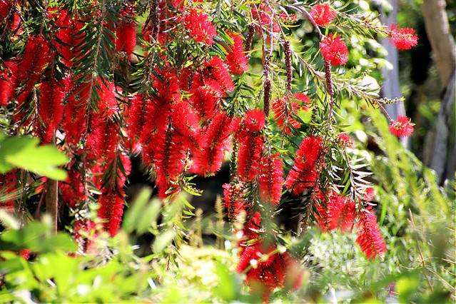 Botanical Park of Crete - Castello Bianco - Rethymno Crete